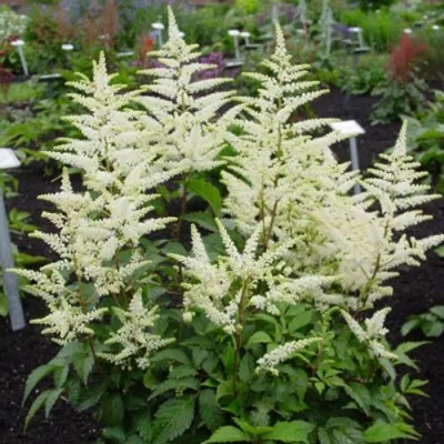 Астильба БРАУТШЛЕЙЕР Арендса в Москве