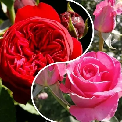 Комплект РОМАНТИЧЕСКИЙ БУКЕТ в Москве