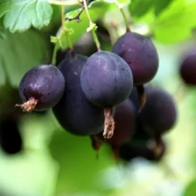 Крыжовник ЧЕРНОМОР — описание сорта Крыжовник ЧЕРНОМОР в Москве