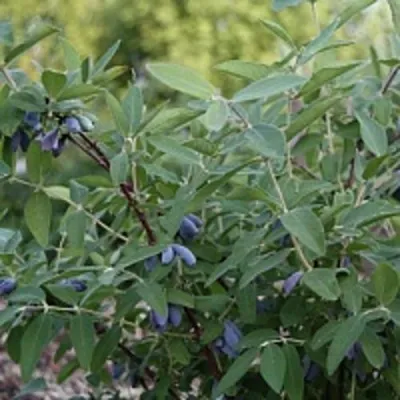 Жимолость съедобная ГОЛУБОЕ ВЕРЕТЕНО — описание сорта Жимолость съедобная ГОЛУБОЕ ВЕРЕТЕНО в Москве