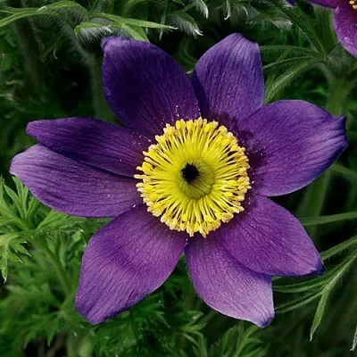 Прострел ПИНВИЛ БЛЮ ШЕЙДЕС  Прострел ПИНВИЛ БЛЮ ШЕЙДЕС в Москве