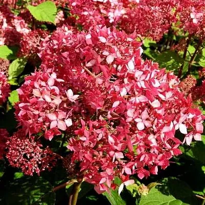 Гортензия ПИНК ПИНКЬЮШН древовидная  Гортензия ПИНК ПИНКЬЮШН древовидная в Москве