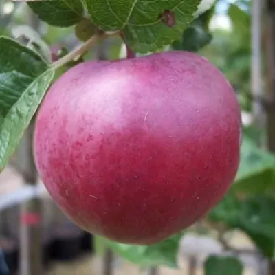 Яблоня НОРИС — описание сорта Яблоня НОРИС в Москве