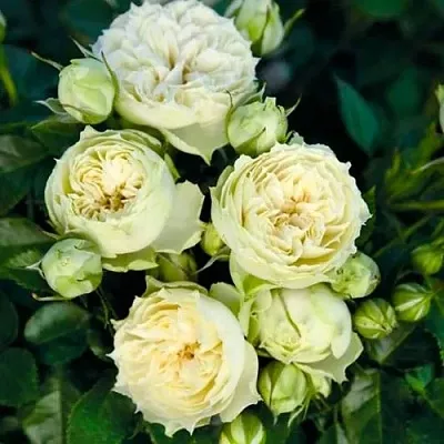 Саженцы роз БЛАНШЕТТ спрей  Саженцы роз БЛАНШЕТТ спрей в Москве