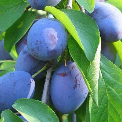 Слива ПЕРДРИГОН  Слива ПЕРДРИГОН в Москве