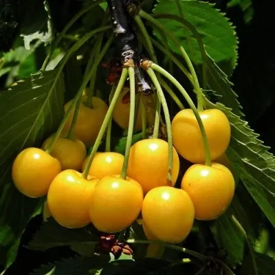 Черешня ДРОГАНА ЖЁЛТАЯ — описание сорта Черешня ДРОГАНА ЖЁЛТАЯ в Москве