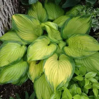 Хоста СТЕЙНД ГЛАСС гибридная — описание сорта Хоста СТЕЙНД ГЛАСС гибридная в Москве