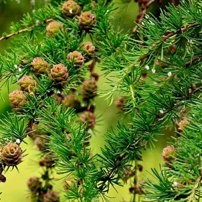 Лиственница в Москве