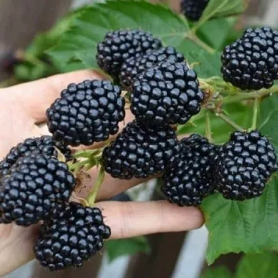 Ежевика ДЖАМБО бесшипная — описание сорта Ежевика ДЖАМБО бесшипная в Москве