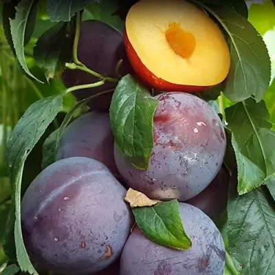 НЕКТАПРИУМ — описание сорта НЕКТАПРИУМ в Москве