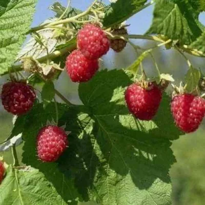 Малина КОЛОКОЛЬЧИК — описание сорта Малина КОЛОКОЛЬЧИК в Москве