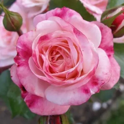 Саженцы роз РОЗЕНШТАДТ ФРАЙЗИНГ шраб в Москве