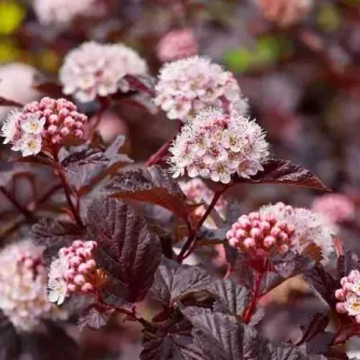 Пузыреплодник АНДРЕ  — описание сорта Пузыреплодник АНДРЕ  в Москве