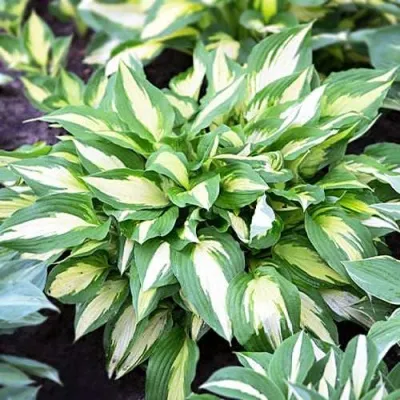 Хоста КРИСМАС КЭНДИ гибридная — описание сорта Хоста КРИСМАС КЭНДИ гибридная в Москве