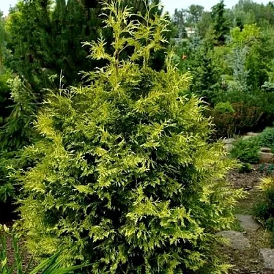 Туя ЗЕБРИНА ЭКСТРА ГОЛД складчатая в Москве