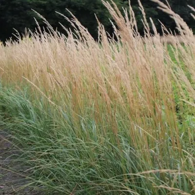 Вейник КАРЛ ФОРСТЕР остроцветковый — описание сорта Вейник КАРЛ ФОРСТЕР остроцветковый в Москве