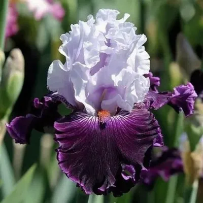 Ирис БЛУБЕРД ВАЙН бородатый — описание сорта Ирис БЛУБЕРД ВАЙН бородатый в Москве