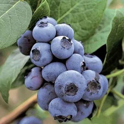 Голубика ПАТРИОТ — описание сорта Голубика ПАТРИОТ в Москве