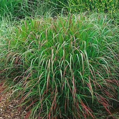 Просо РЕБРАУН прутьевидное  Просо РЕБРАУН прутьевидное в Москве