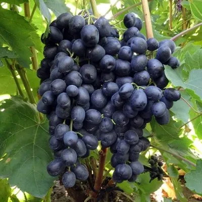 Виноград КИШМИШ АТТИКА — описание сорта Виноград КИШМИШ АТТИКА в Москве