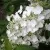 Гортензия ПРИМ ВАЙТ метельчатая — описание сорта Гортензия ПРИМ ВАЙТ метельчатая в Москве