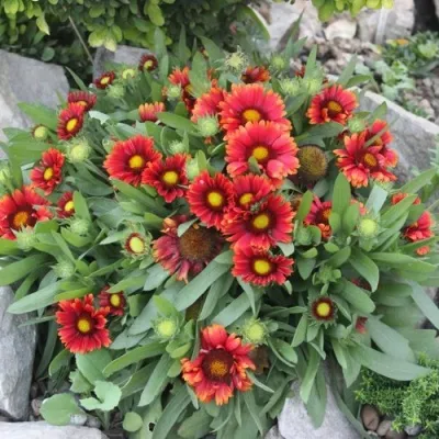 Гайлардия АРИЗОНА РЕД ШЕЙДС — описание сорта Гайлардия АРИЗОНА РЕД ШЕЙДС в Москве