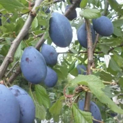 Слива ГИЛЬБЕРТ — описание сорта Слива ГИЛЬБЕРТ в Москве