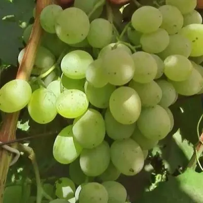 Виноград СВЕТЛАНА — описание сорта Виноград СВЕТЛАНА в Москве