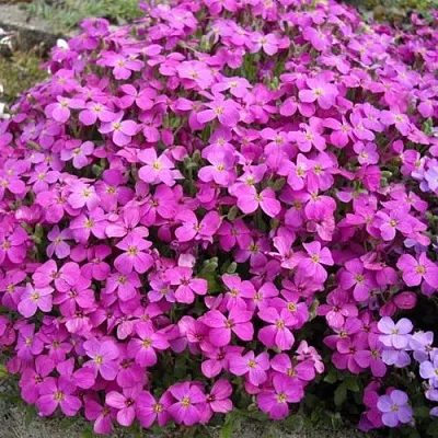 саженцы обриеты саженцы обриеты