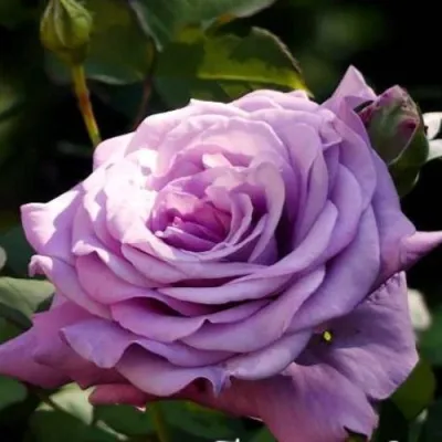 Саженцы роз ЛУГДУНУМ чайно-гибридная в Москве