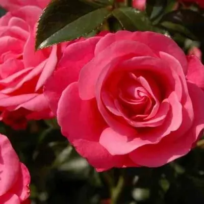 Саженцы роз РОМАНС флорибунда — описание сорта Саженцы роз РОМАНС флорибунда в Москве