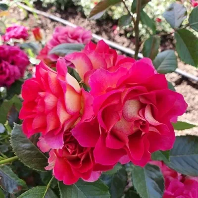 Саженцы роз БРЕРА флорибунда — описание сорта Саженцы роз БРЕРА флорибунда в Москве