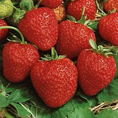 Клубника КОРОНА  Клубника КОРОНА в Москве