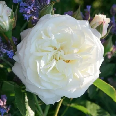 Саженцы роз АЛАБАСТЕР флорибунда — описание сорта Саженцы роз АЛАБАСТЕР флорибунда в Москве