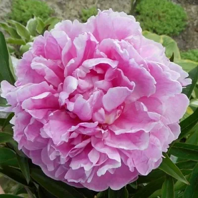 Пион РИМ травянистый  Пион РИМ травянистый в Москве