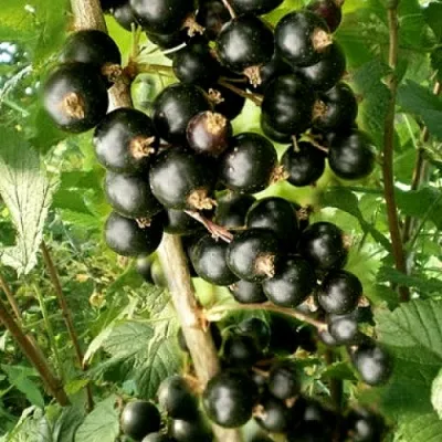 Смородина черная БЕН ТИРЕН — описание сорта Смородина черная БЕН ТИРЕН в Москве