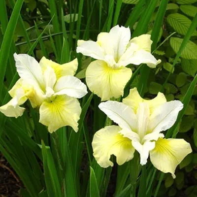 Ирис ЙЕЛЛОУ ТЕЙЛ сибирский — описание сорта Ирис ЙЕЛЛОУ ТЕЙЛ сибирский в Москве