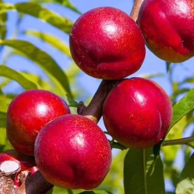 Нектарин КРЫМЧАНИН — описание сорта Нектарин КРЫМЧАНИН в Москве