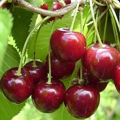 Вишня ХАРИТОНОВСКАЯ  Вишня ХАРИТОНОВСКАЯ в Москве