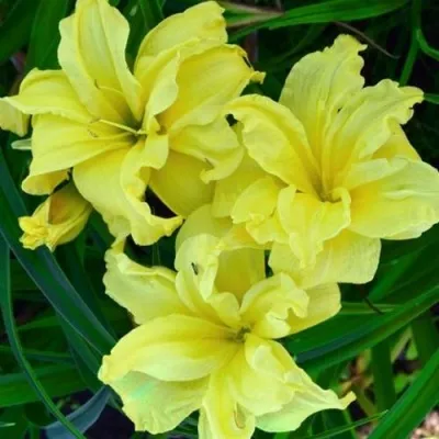 Лилейник ДАБЛ РИВЕР ВАЙ гибридный — описание сорта Лилейник ДАБЛ РИВЕР ВАЙ гибридный в Москве