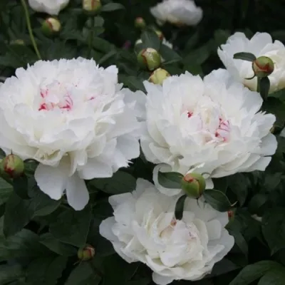 Пион ФЕСТИВА МАКСИМА травянистый — описание сорта Пион ФЕСТИВА МАКСИМА травянистый в Москве