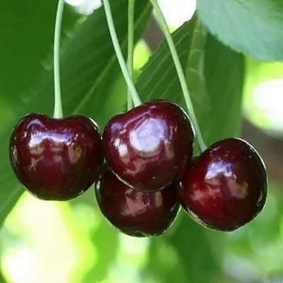 Черешня ЛЕНИНГРАДСКАЯ ЧЁРНАЯ в Москве
