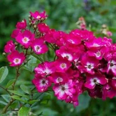 Саженцы роз МАРДЖОРИ ФЕЙР полиантовая — описание сорта Саженцы роз МАРДЖОРИ ФЕЙР полиантовая в Москве