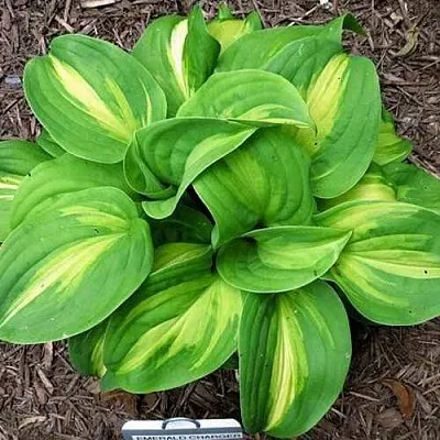 Хоста ЭМЕРАЛЬД ЧАРДЖЕР гибридная  Хоста ЭМЕРАЛЬД ЧАРДЖЕР гибридная в Москве