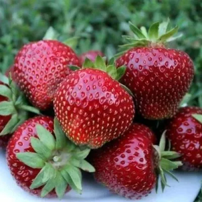 Клубника МАЛЬВИНА — описание сорта Клубника МАЛЬВИНА в Москве