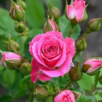 Саженцы роз ЛАВЛИ ЛИДИЯ спрей в Москве