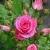 Саженцы роз ЛАВЛИ ЛИДИЯ спрей в Москве