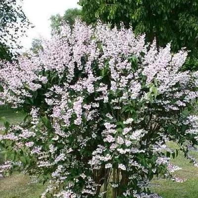 Дейция РОЗЕА ПЛЕНА в Москве