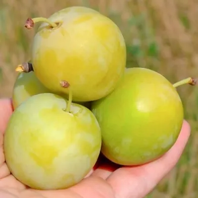 Слива РЕНКЛОД ранний — описание сорта Слива РЕНКЛОД ранний в Москве