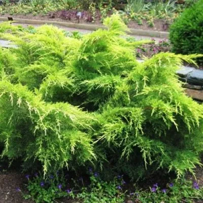 Можжевельник ГОЛД КОСТ средний — описание сорта Можжевельник ГОЛД КОСТ средний в Москве